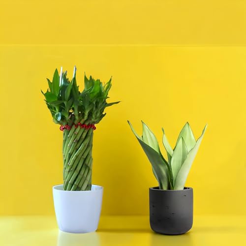 Amulya FARMS & NURSERY Twisted Lucky Bamboo Indoor Live Plant Wit...