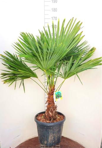 Frostgewöhnte Trachycarpus princeps\"Marmor Hanfpalme\" bis 180cm aus Deutscher Freilandzucht Frostgewöhnte Trachycarpus princeps\"Marmor Hanfpalme\" bis 180cm aus Deutscher Freilandzucht