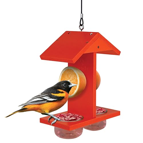 EcoCycle Citrus Sampler Recycled Plastic Orange & Jelly Oriole Bird Feeder for Wild Birds and Outdoor Décor, Dual-Sided Feeding & 2 Removable Glass Dishes & Fruit Spikes, 0.4 Quart Capacity, Orange