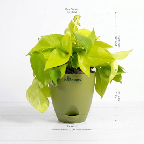 Image of Golden Money Plant Air Purifying Indoor Live Plant Trailing Golden Pothos Vine in a 4-Inch Self-Watering Matte Green Pot