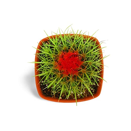 Image of OhhSome Cactus Plant Indoor - |House|Indoor|Bedroom|Table|Living Room|Office Decoration Gift Painted Non-Grafted Green Cactus, 10 Cm Pot Plants For Kids (Air Purifier Healthy Live Plant)