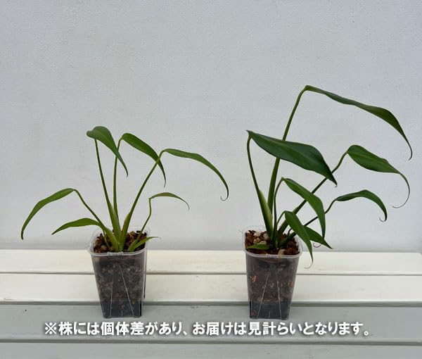Amazon｜モンステラ：バールマルクスフレーム 3.5号ねこチップ