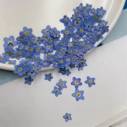 100 piezas flores mini secas prensadas azul para arte DIY