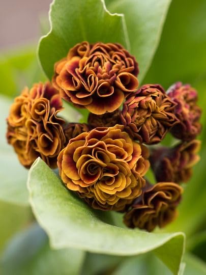 ®-ZSR-Easy Grow Garden Plant Adenium Seed-20 SEEDS-ARS-115