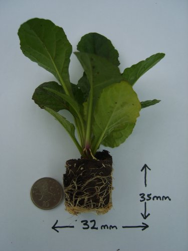 Mixed Herb Collection 10 Plug Plants from Plugplants4u