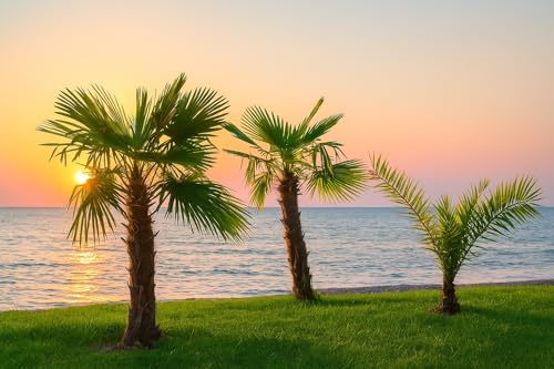 10 Graines de Palmier des Bermides - Sabal Bermudana - Palmier tropical - 15ml - Vert bleuté - Arbre Jardin - 374