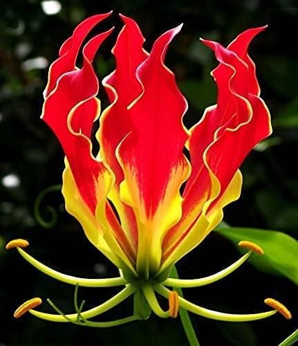Glory Lily Bulbos para plantar - Gloriosa Plantii - Plantas de lirio raras para cultivar (1 bombilla)