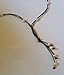 Seasidepearls30A, Freshwater Lariat 10 Pearl and Leather Necklace Quick Ship