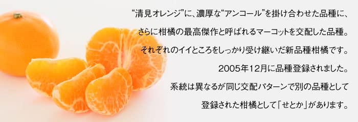 Amazon.co.jp: みかん 麗紅 れいこう 秀品 3L～Lサイズ 2.5kg はまさき
