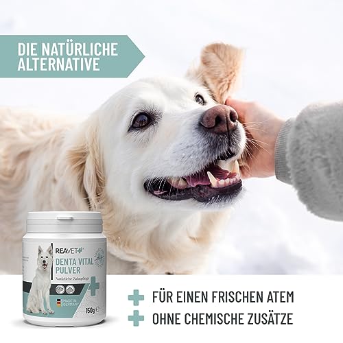 ReaVET Denta Vital Zahnpflege Pulver Hund & Katzen 150g - Zahnsteinentferner, Mittel gegen Zahnstein Hund Katze I Gegen Mundgeruch bei Hunden, Zahnpflege Katzen