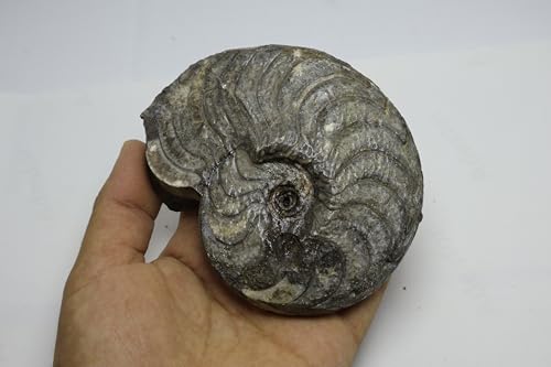 Image of Ammonite Fossil Cretaceous Fossils Fossils from Morocco Fossil Rock Ammonites Fossil A301