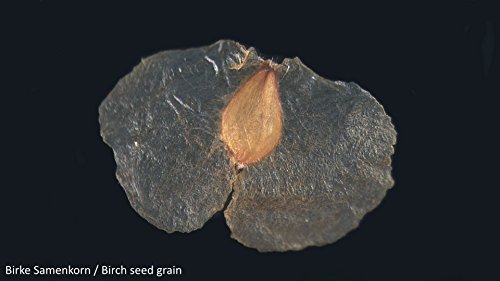 Bresser 3D Stereo Mikroskop Biolux ICD 20x mit 20x Vergrößerung für Kinder und Erwachsene zur Beobachtung von Gesteinen… – Bild 7