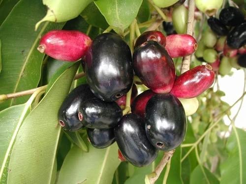 Oxygreenplant Badama Jamun, Malabar plum, Java plum, Jaam,black plum, jamun, jaman, jambul, or jambolan Grafted Healthy Live Plant Actual Plant Height .1 ft to 2-image-28