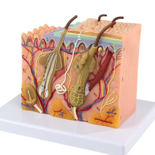 Image of 35X Magnified Skin Anatomy Model with Base - Perfect for Education & Medical Learning