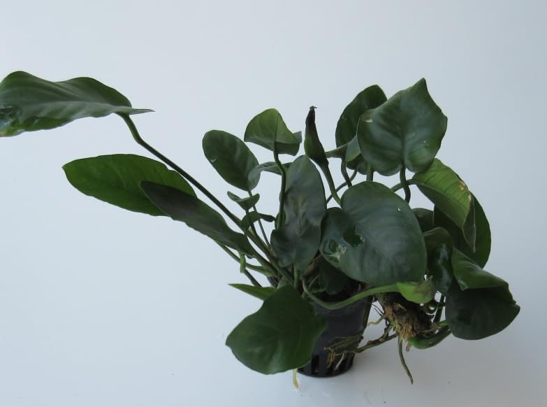 florari 5x Anubias barteri/Breitblättriges Speerblatt im Topf