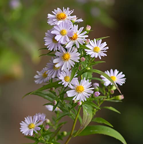 Earthcare Seeds Aster Smooth Blue 500 Seeds (Symphyotrichum Laeve) Heirloom - Open Pollinated - Native