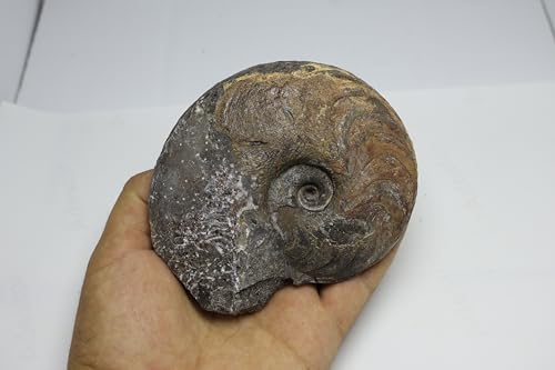 Image of Ammonite Cretaceous Fossils Fossils from Morocco Fossil Rock ammonites Fossil from Morocco A299
