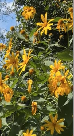 image for Kejora Fresh Jerusalem Artichokes (Sunchokes or Sunroot) for Planting 