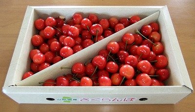 Amazon.co.jp: 【出荷日の朝もぎ!!】山形県産さくらんぼ 佐藤錦 L・M 