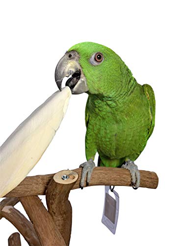 image for Birds LOVE 1-Pack 7.5