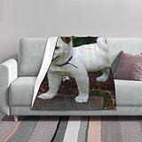 Zoom IMG-1 zouey cucciolo di shiba inu