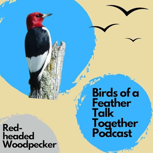 110: Red-headed Woodpecker - Catching Bugs Out Of The Sky + Paddleboard Sightings