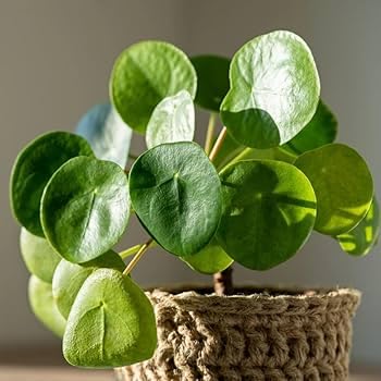 Image of Lucky Coin Chinese Money Plant, Green Indoor Houseplant with Air Purifying Benefits, 15cm Potted Plant for Home Office Decor A.