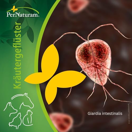 Giardien beim Hund cover art