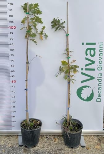 PIANTA DI QUERCUS ROBUR QUERCIA COMUNE IN VASO 20 CM ALTEZZA 100/110 CM