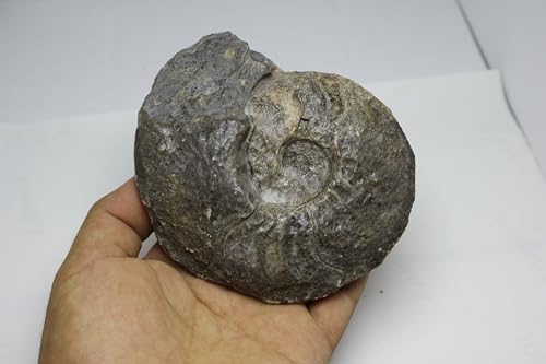 Image of Ammonite Fossil Cretaceous Fossils Fossils from Morocco Fossil Rock Ammonites Fossil A302
