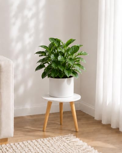 Bamworld Plant Stand Indoor Small Plant Table for Large Plants Wooden Plant Stool Tall Plant Holder for Living Room Bedroom Balcony White