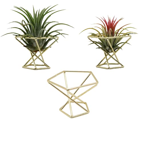 Comparison: Best Containers For Air Plants 2 Nwsrayu Geometric Air Plant Holder Airplants Rack Metal Plants Stand Planter Shelves Himmeli Living Decor Tillandsia Pot Containers (Gold 3pcs)