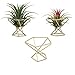 3 pcs Support en métal pour plantes aériennes Geometric Airplant Holder Airplants Rack planteurs planchers Décor de maison Tillandsia Pot