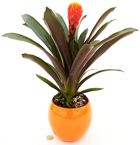 POWERS TO FLOWERS - GUZMANIA CONIFERA, BROMELIA TALA, IN VASO CERAMICA ARANCIONE SFERICO, pianta vera