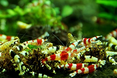 Jungleaquashrimp Mixed Crystal Red and Black Shrimp Grade S-SS Live Freshwater Aquarium Inverts...
