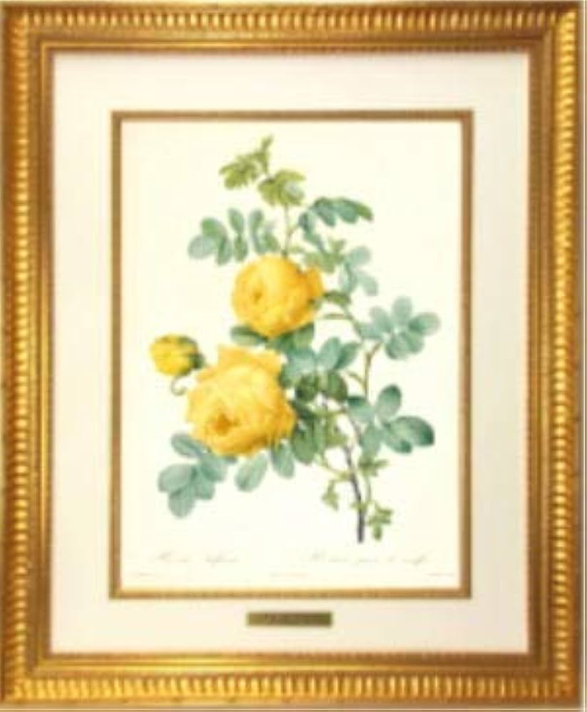 Amazon.co.jp: 額絵 「バラ図譜」フォリオ版 原寸大 ルドゥーテ レ