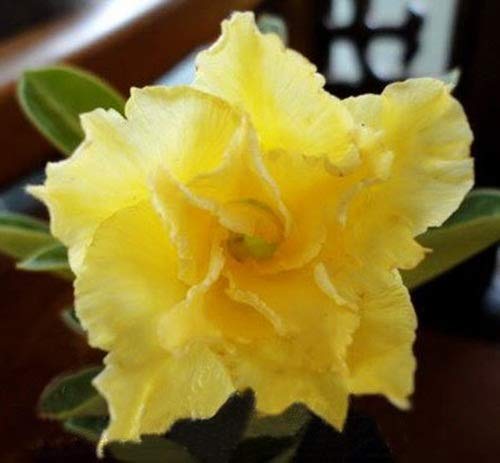 ROYAL LAND Rare Desert Rose Live Plant Adenium Obesum Double Lite Yellow 1 Healthy Live Plant on Pot (B083JJMVKB) Amazon Price History, Amazon Price Tracker