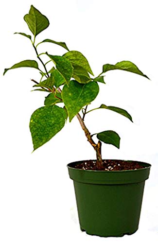 9GreenBox - Pink and White Kona Bougainvillea - 4'' Pot