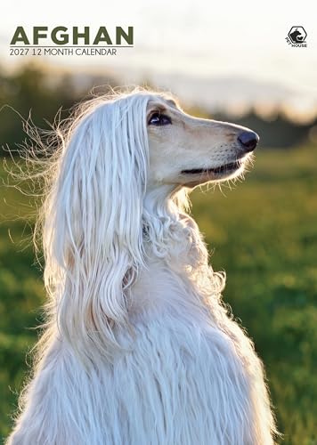 Calendario 2027 de pared Galgo Afgano A3 el regalo perfecto para año nuevo