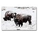 Produktbild Premium Textil-Leinwand 90 x 60 cm Quer-Format Bisons am Blacktail Plateau, Leinwanddruck von Marianne Drews