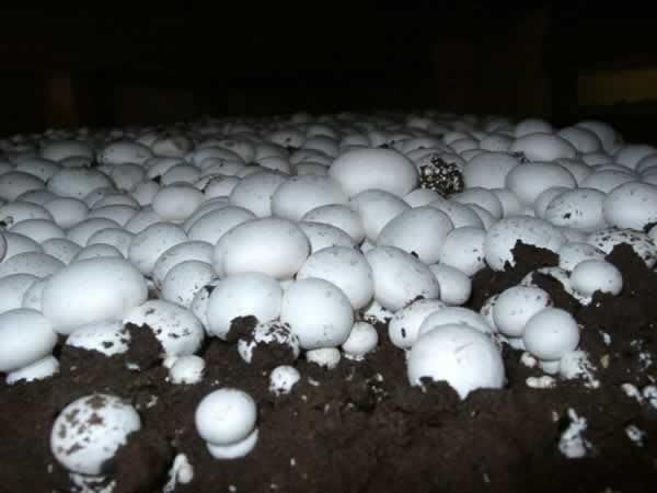 Button Mushroom Spawn/Seed for Mushroom Shed Cultivation (200gm)-image-7