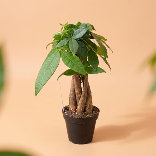 Image of Money Tree Live Plant, Pachira Aquatica, 4 Inch Pot, Braided Indoor Houseplant, Easy Care
