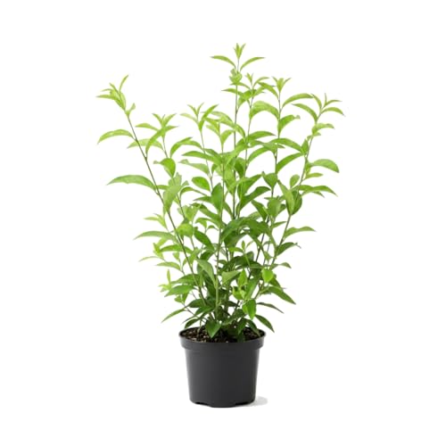 Para Exterior Planta Natural Cestrum Nocturnum Dama de Noche DECOALIVE 17 cm