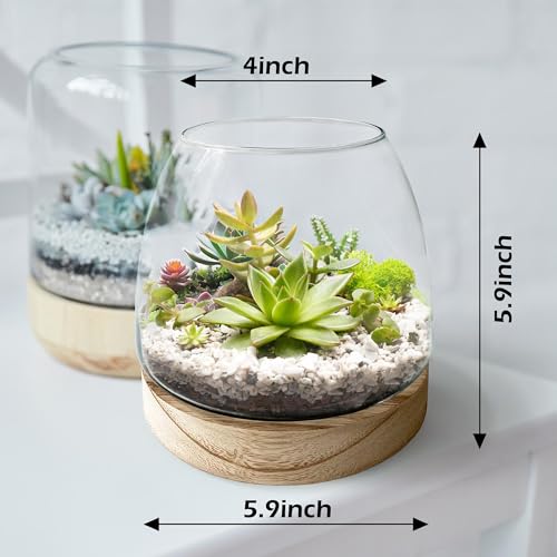 6 Inch Plant Glass Terrarium with Removable Wooden Base for Succulents Glass Bowl for Air Plant Cactus Moss (Plants not Included) - Image 6