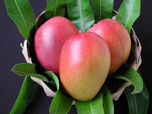 Grafted Dwarf Carrie Mango Tree Large Yellow Mango Plant 2-3