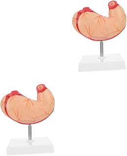 2pcs Human Stomach Model Anatomical Teaching Aid Realistic Display for Students