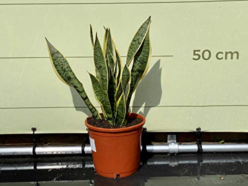 Bogenhanf – Sansevieria trifasciata Laurentii – Altura aprox. 80 cm – maceta de 27 cm de diámetro – planta interior que limpia el aire.