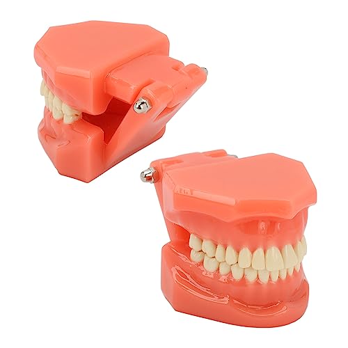 NSXAYIWE Zahnmodell, Zahnärztliches Studienzahnmodell, Demonstrationszahnmodell Für Den Zahnärztlichen Unterricht, Kompatibles Zahnmodell Für Die Zahnärztliche Ausbildung Und Ausbildung
