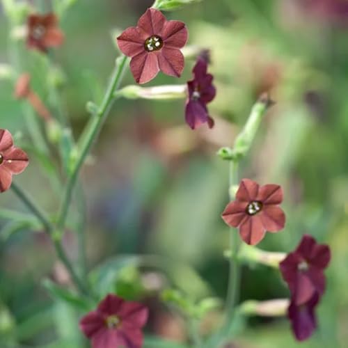ziertabak gartenblumen, kräuterpflanzen tabaksamen winterharte...