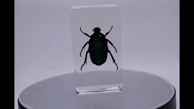 Image of 2.9 inch Real Blue Rose Chafer Beetle in Crystal Clear Lucite Resin Paperweight Specimen Preserved Trigonophorus Rothschildi Insect Taxidermy Collection for Biology Science Education Desk Display Supplies